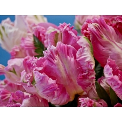 Tulp Elsenburg - pakket van 5 stuks - Tulipa Elsenburg