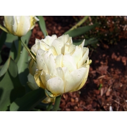Tulipa Exotic Emperor - Tulip Exotic Emperor - 5 bulbs