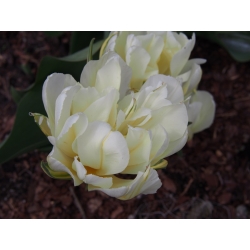 Tulipa Exotic Emperor - Tulip Exotic Emperor - 5 bulbs