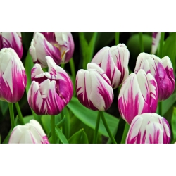 Tulipa Flaming Club - paquete de 5 piezas