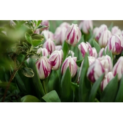 Tulipán Flaming Club - csomag 5 darab - Tulipa Flaming Club