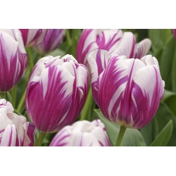 Tulipa Flaming Club - Tulip Flaming Club - 5 bulbs