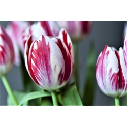 Tulipa Flaming Club  - 郁金香火焰俱乐部 -  5个洋葱