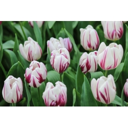 Tulipa Flaming Flag - Tulip Flaming Flag - 5 cibule