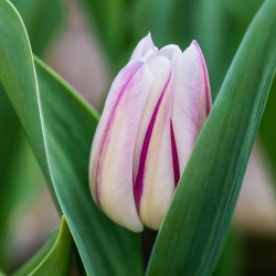 Tulipa Flaming Flag - Tulip Flaming Flag - 5 cibule