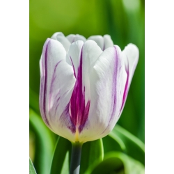 Tulipa Flaming Flag - Tulip Flaming Flag - 5 bulbs