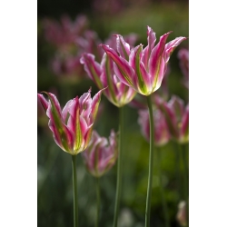 Tulipa Florosa - Tulip Florosa - 5 bulbs