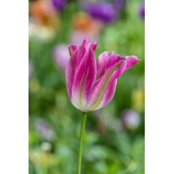 Tulipa Florosa - pacote de 5 peças