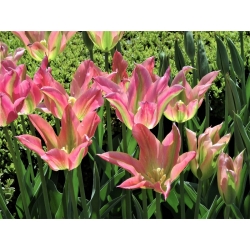 Tulipán Florosa - csomag 5 darab - Tulipa Florosa