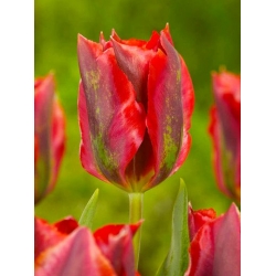 Tulipa Hollywood - 튤립 할리우드 - 5 알뿌리