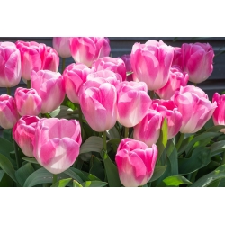 Tulipa Innuendo - paquete de 5 piezas