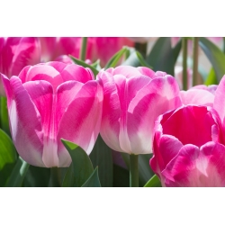 Tulppaanit Innuendo - paketti 5 kpl - Tulipa Innuendo