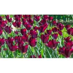 Tulipa Lasting Love - Tulip Lasting Love - 5 bulbs
