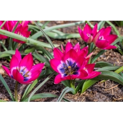 Тюльпан Little Beauty - пакет из 5 штук - Tulipa Little Beauty