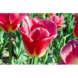 Tulipa Match - Tulip Match - 5 bulbs