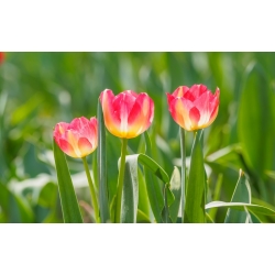 Тюльпан Match - пакет из 5 штук - Tulipa Match