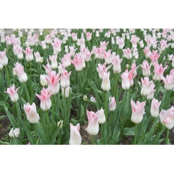 Tulipa Miss Elegance - Τουλίπα Miss Elegance - 5 βολβοί
