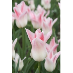 Тюльпан Miss Elegance - пакет из 5 штук - Tulipa Miss Elegance