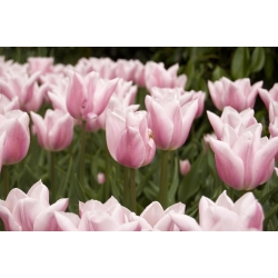 Tulipa Miss Elegance - Тюльпан Міс Елегантність - 5 цибулин