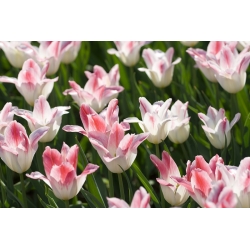 Tulipán Miss Elegance - csomag 5 darab - Tulipa Miss Elegance