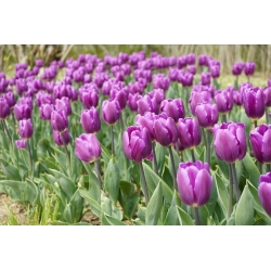 Tulipa Bold - Tulip Bold - 5 květinové cibule - Tulipa Negrita