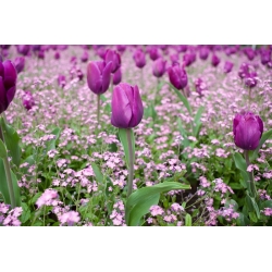 Tulipa Bold - Tulip Bold - 5 soğan - Tulipa Negrita