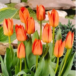 Tulpansläktet Orange Brilliant - paket med 5 stycken - Tulipa Orange Brilliant