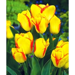 Tulipa Outbreak - спалах тюльпана - 5 цибулин