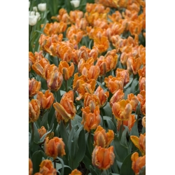 チューリップオウムキング - チューリップオウムキング -  5球根 - Tulipa Parrot King