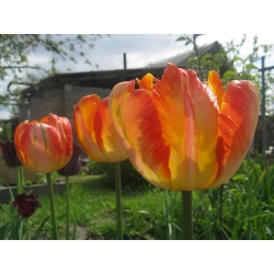 Король Tulipa Parrot King Tulip King - 5 цибулин