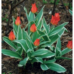 唯一のチューリップを付与 - チューリップ唯一認める -  5個の球根 - Tulipa Praestans Unicum