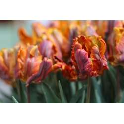Tulipa 공주 Irene 앵무새 - 튤립 공주 Irene 앵무새 - 5 알뿌리 - Tulipa Prinses Irene Parrot