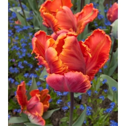 Tulipa Puteri Irene Parrot - Tulip Puteri Irene Parrot - 5 bebawang - Tulipa Prinses Irene Parrot