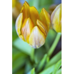 Tulipán Ravana - csomag 5 darab - Tulipa Ravana