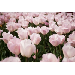 Tulipa Rejoyce - paquete de 5 piezas