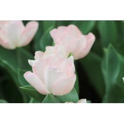 Tulipán Rejoyce - csomag 5 darab - Tulipa Rejoyce