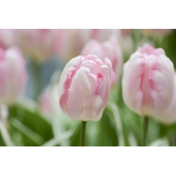 Tulipa Rejoyce - Tulip Rejoyce - 5 ดวง