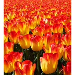 Tulipa Suncatcher - Tulip Suncatcher - 5 لمبات