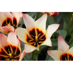 Tulipa Turkish Delight - Tulip Turkish Delight - 5 bulbs