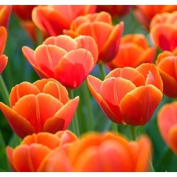 Tulipa Verandi - Tulipán Verand - 5 květinové cibule
