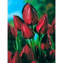 Tulipa Wallflower  - 郁金香墙花 -  5个洋葱