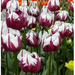 Tulipa Zurel  - チューリップZurel  -  5球根