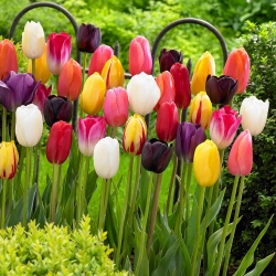 Tulip - selecție de culori - pachet mare! - 50 buc.