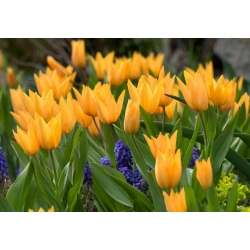 Tulip อนุญาต Inca - Tulip อนุญาตโชกุน - 5 หลอด - Tulipa Praestans Shogun