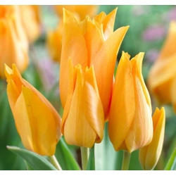 Tulip pemberian Inca - Tulip pemberian Shogun - 5 lampu - Tulipa Praestans Shogun