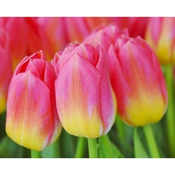 Tulipa Tom Thumb - Tulip Tom Thumb - 5 kvetinové cibule - Tulipa Tom Pouce