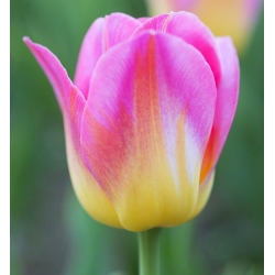 Тюльпан Tom Pouce - пакет из 5 штук - Tulipa Tom Pouce