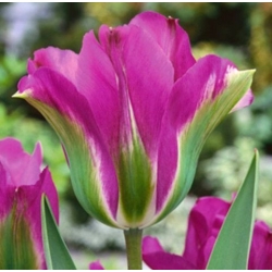 الزنبق البنفسجي الطيور - الزنبق البنفسجي الطيور - 5 البصلة - Tulipa Violet Bird