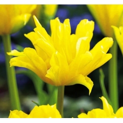 Tulipa Κίτρινο Spider - Tulip Κίτρινο Spider - 5 βολβοί - Tulipa Yellow Spider