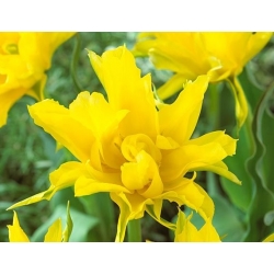 Tulipa Κίτρινο Spider - Tulip Κίτρινο Spider - 5 βολβοί - Tulipa Yellow Spider